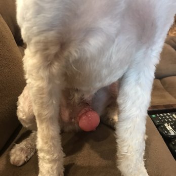 Four Paws Inn - Pet Sitting Near Me - Banning, California