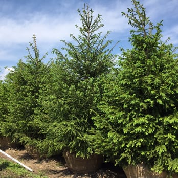 Pine View Nursery - Nurseries & Gardening Near Me - Harvard, Illinois Pine View Nursery - Nurseries & Gardening Near Me - Harvard, Illinois