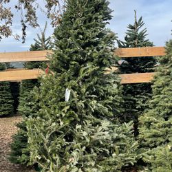 Green Valley Christmas Trees and Wreaths - Nice 10 ft Fraser Fir