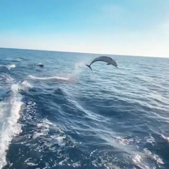 Oceanside Adventures - Boat Charters Near Me - Oceanside, California