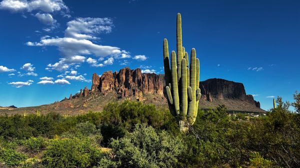Lost Dutchman State Park by null