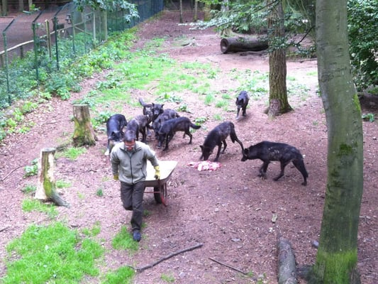 Wildpark Edersee by null