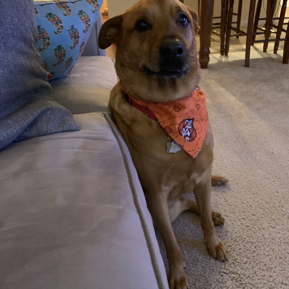 Petco - Pet Training Near Me - Nashville, Tennessee