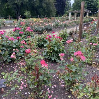 Dunedin Botanic Garden - Rose garden - Botanical Gardens Near Me - North Dunedin, OTA