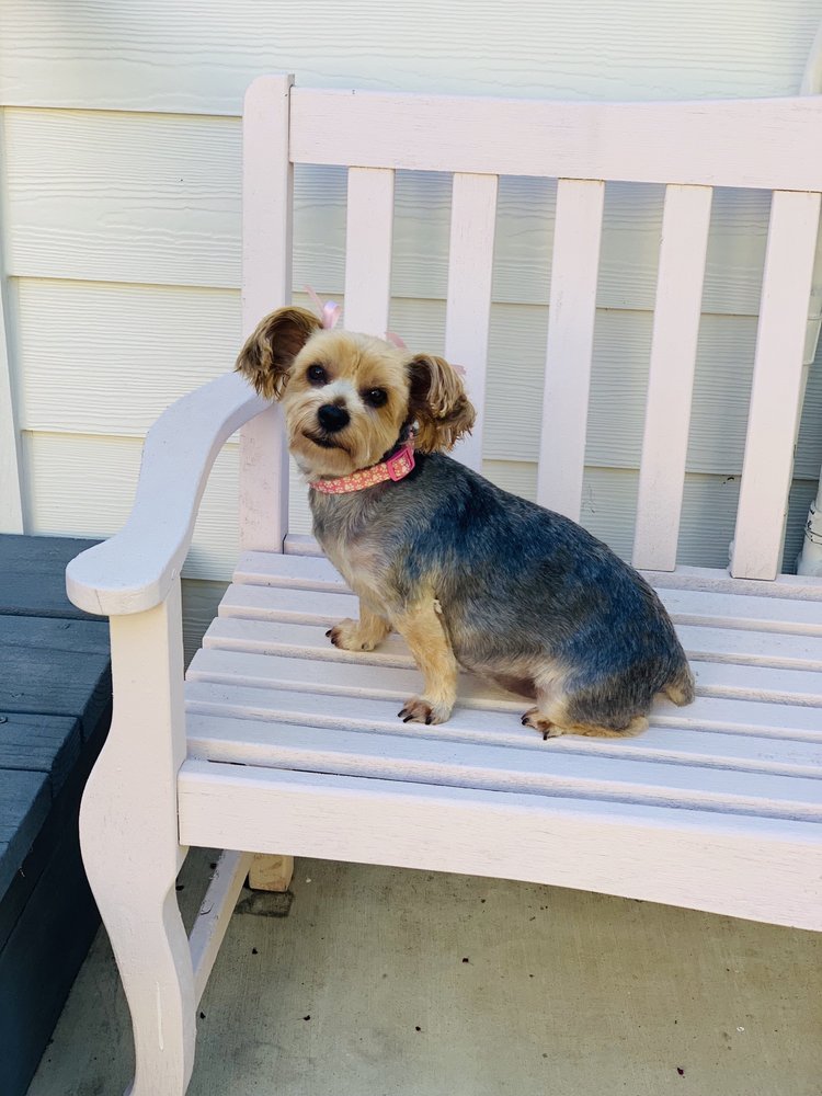 WORLDS FAME PET GROOMING SALON 18 Photos & 17 Reviews 8604 Sheldon