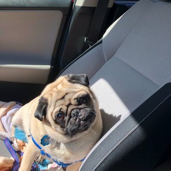 GoCritters - Private Pet Passenger - Pet Transportation Near Me GoCritters - Private Pet Passenger - Pet Transportation Near Me