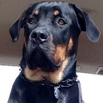 Team-K9 - Pet Training Near Me - Mississauga, Ontario