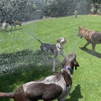 Home Styled Pet Care - Pet Sitting Near Me