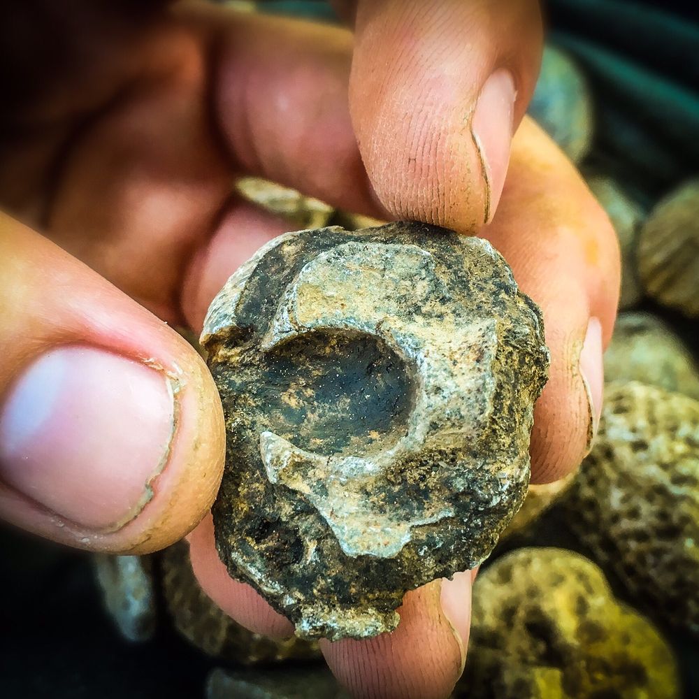 A small fossilized bone embedded under a shell. A small fossilized bone embedded under a shell.