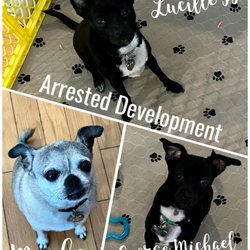 Willow Glen Paws - Our three pups