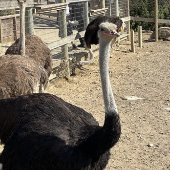 Ostrichland USA - Attraction Farms Near Me - Solvang, California