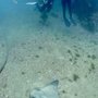 Photo of Ventura Dive & Sport