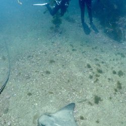 Ventura Dive & Sport - we are all friends here :)