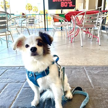 Hungry Like The Wolf - Dog friendly patio! - American Near Me - Houston, Texas Hungry Like The Wolf - Dog friendly patio! - American Near Me - Houston, Texas