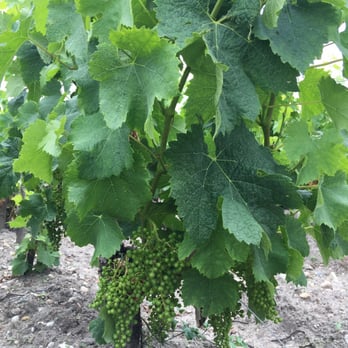 Chateau Latour - Wineries Near Me - Pauillac, 33 Chateau Latour - Wineries Near Me - Pauillac, 33