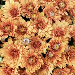 Fischer & Wieser Specialty Foods - Beautiful orange yellow flowers