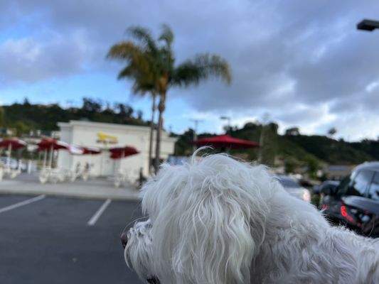 In-N-Out Burger by null