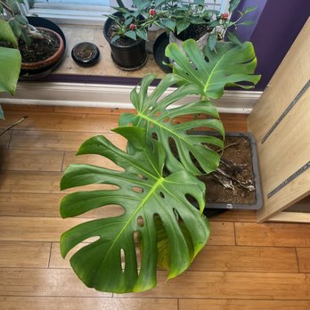 A2+Bloom - Plants by the window - Hydroponics Near Me - Ann Arbor, Michigan
