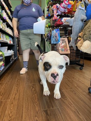 Unleashed Pet Grooming School