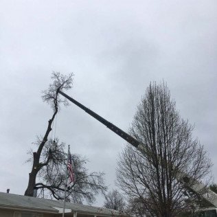 InstaCare Tree Service - tree service in Kirkwood, MO