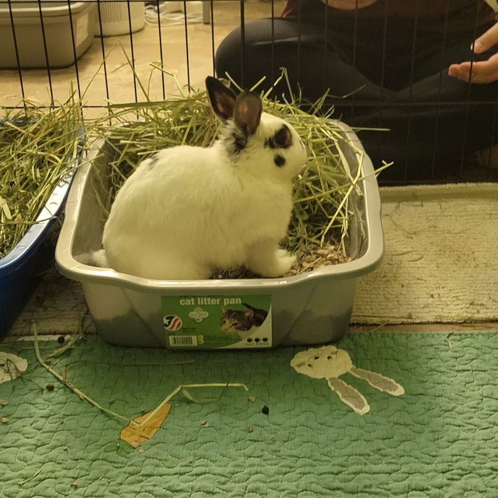 VEG ER for Pets - Emergency Pet Hospital Near Me - Encinitas, California