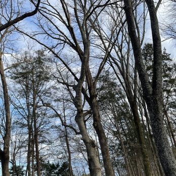 Hill Top Tree Top Service - Tree Services Near Me - Shelbyville, Tennessee Hill Top Tree Top Service - Tree Services Near Me - Shelbyville, Tennessee
