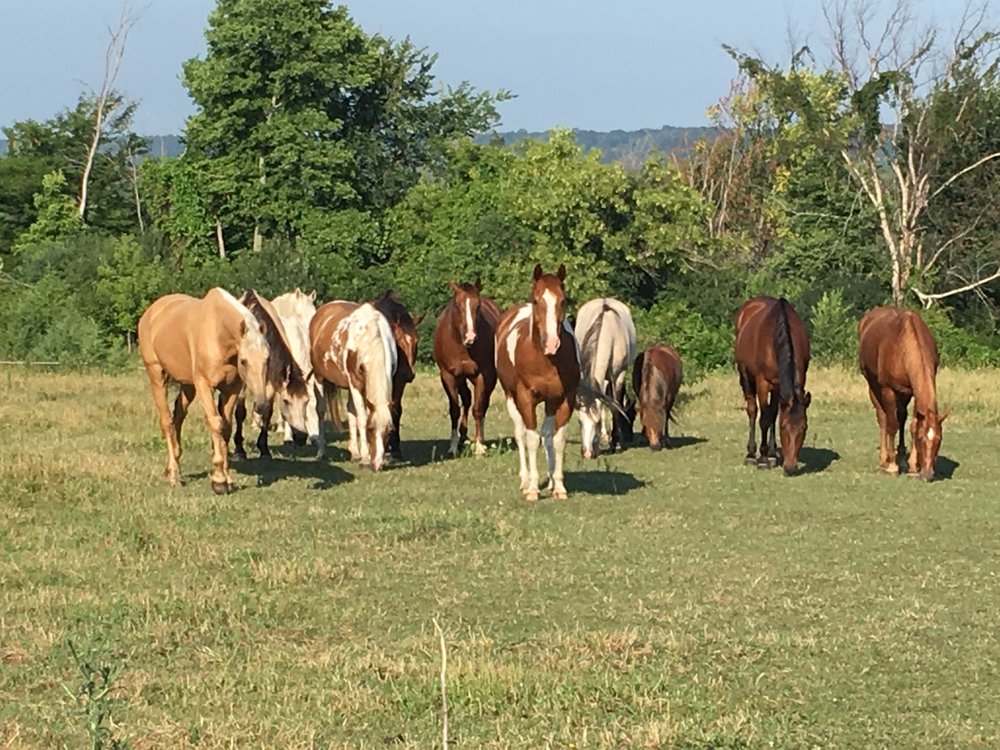 Pinewood Stables - equestrian in Saint Peter, MN
