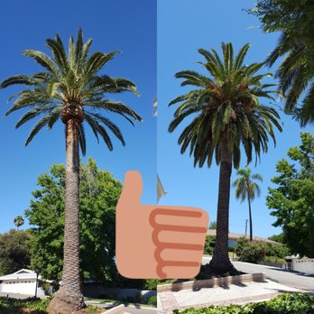 City Wide Landcare - After trim on left, before trim on right. Great service! - Tree Services Near Me City Wide Landcare - After trim on left, before trim on right. Great service! - Tree Services Near Me