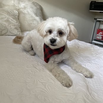 Desired Styles Pet Grooming - Pet Groomers Near Me - Jurupa Valley, California