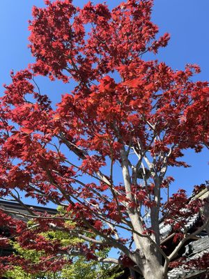 Zenkōji temple by null