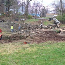 JP TREE - Removal of dead silver maple's