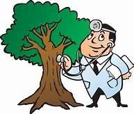 Doctor Tree & Landscaping Services - tree service in Greenfield, IN