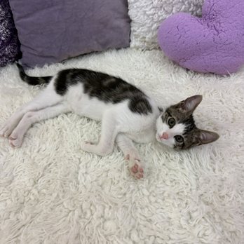 Purr-fecto Cat Lounge - Animal Shelters Near Me - Austin, Texas