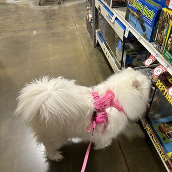 PetSmart Dog Training - Pet Stores Near Me - Antioch, California PetSmart Dog Training - Pet Stores Near Me - Antioch, California