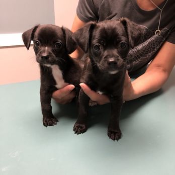 VCA Animal Care Associates - Veterinarians Near Me - Colonial Heights, Virginia VCA Animal Care Associates - Veterinarians Near Me - Colonial Heights, Virginia