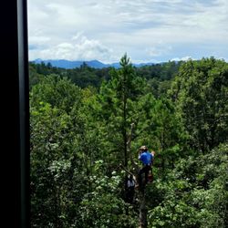 Little Ben’s Tree Service