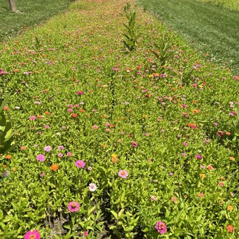 Manchester Blooms - Rows of beautiful flowers - Pick Your Own Farms Near Me - Manchester, Michigan Manchester Blooms - Rows of beautiful flowers - Pick Your Own Farms Near Me - Manchester, Michigan