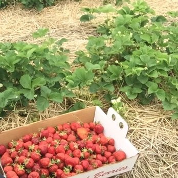Fairview Sod Farm - 6lbs of Strawberries! - Pick Your Own Farms Near Me - Townsend, Delaware Fairview Sod Farm - 6lbs of Strawberries! - Pick Your Own Farms Near Me - Townsend, Delaware