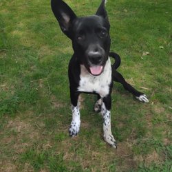 ODS Services Group - This is misfit one of our fury friends