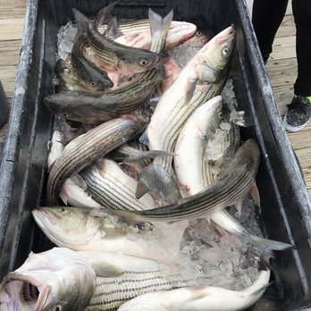 Hook Mash Charter Fishing - Fishing Near Me - Tracys Landing, Maryland Hook Mash Charter Fishing - Fishing Near Me - Tracys Landing, Maryland