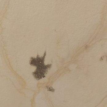 Real Property Management - More mold! - Property Management Near Me - Hamden, Connecticut Real Property Management - More mold! - Property Management Near Me - Hamden, Connecticut