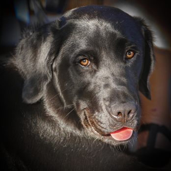 Rockem Dog Training - Pet Training Near Me Rockem Dog Training - Pet Training Near Me