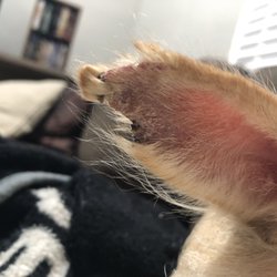 Spotted Paw Shop - They destroyed BOTH of my poor dogs ears, actual chunks missing because they don't know how to use their tools!!!