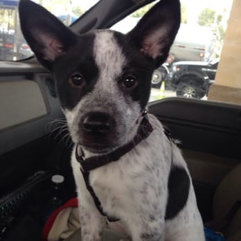 PetSmart Dog Training - My 11 week old Border Collie/ACD mix "Claire" - Pet Stores Near Me - Tustin, California PetSmart Dog Training - My 11 week old Border Collie/ACD mix "Claire" - Pet Stores Near Me - Tustin, California