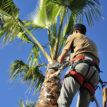 St. George Tree Service - Palm Tree Trimming and Skinning - Tree Services Near Me - St. George, Utah St. George Tree Service - Palm Tree Trimming and Skinning - Tree Services Near Me - St. George, Utah