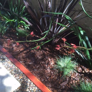 Treehouse Landscape Design - Kangaroo Paws, square pavers with redwood edging. - Landscape Architects or Designers Near Me