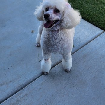 Mama's Paws & Claws - Pet Groomers Near Me Mama's Paws & Claws - Pet Groomers Near Me