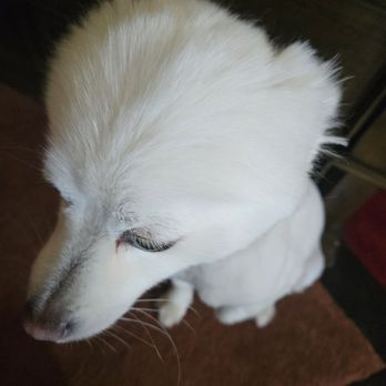 Petco - Pet Stores Near Me - Pflugerville, Texas