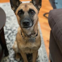 Here's Yoko, our German shepherd mutt rescued by Paws Crossed from the Cayman Islands Here's Yoko, our German shepherd mutt rescued by Paws Crossed from the Cayman Islands