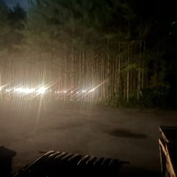The aforementioned forest